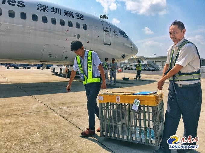 宠物犬打飞的攻略：南京禄口机场推出犬类宠物货运托运服务