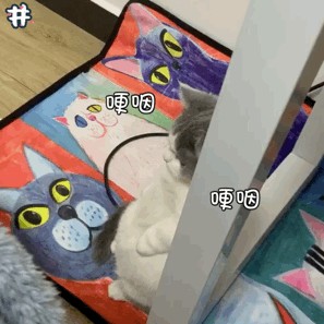 猫咪道歉的7大方式你读懂了吗