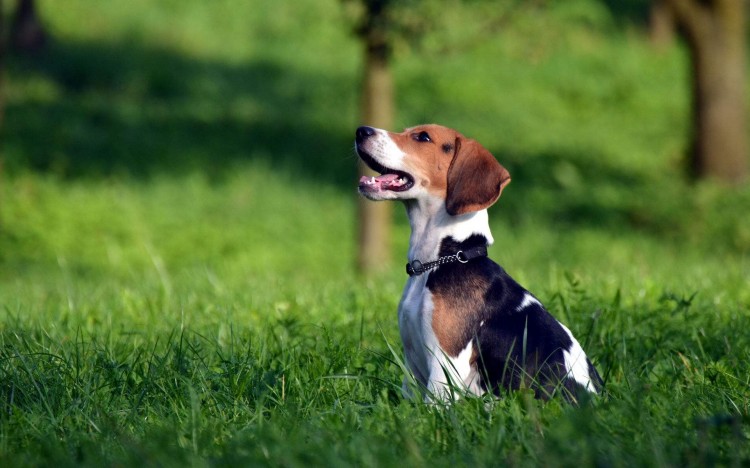 这只比格犬要逆天了，还会教小主人用洗衣机！