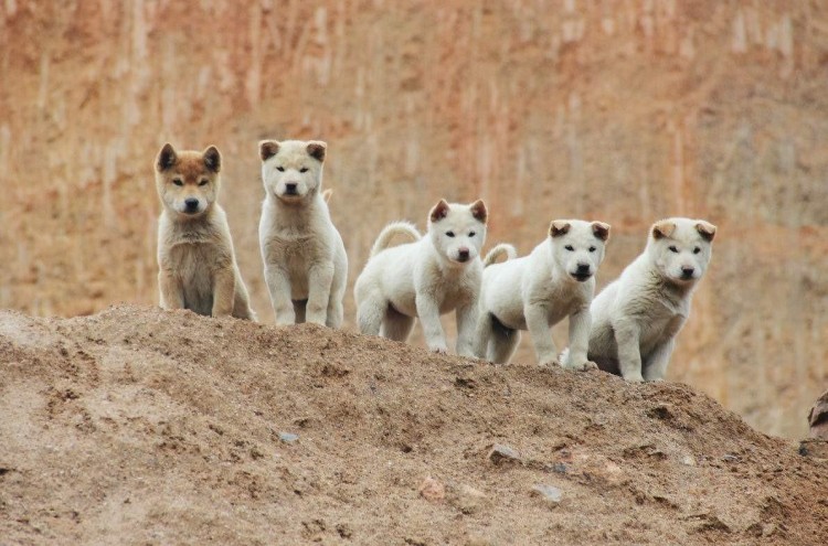 这6种狗狗是有名的护主犬，勇敢无畏。为主人甚至可以豁出性命