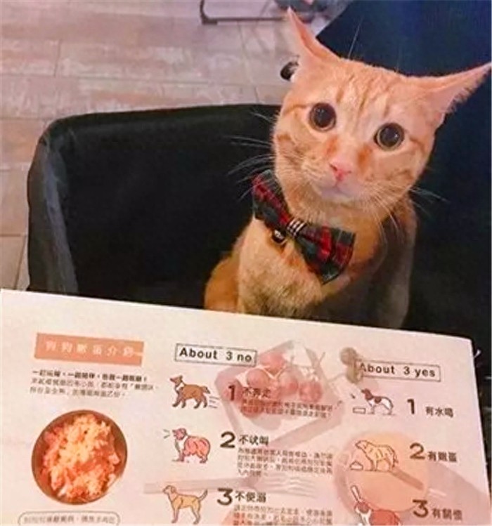 老妈曾想将橘猫扔出家门可一年后家中竟满是肥猫