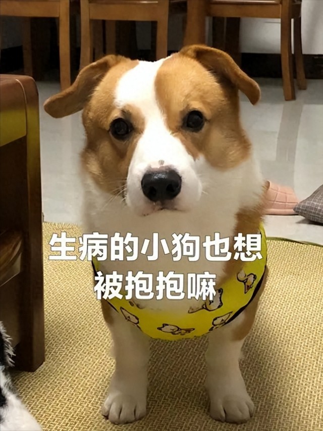 兽医提醒：狗这些表现是狂犬病要注意了