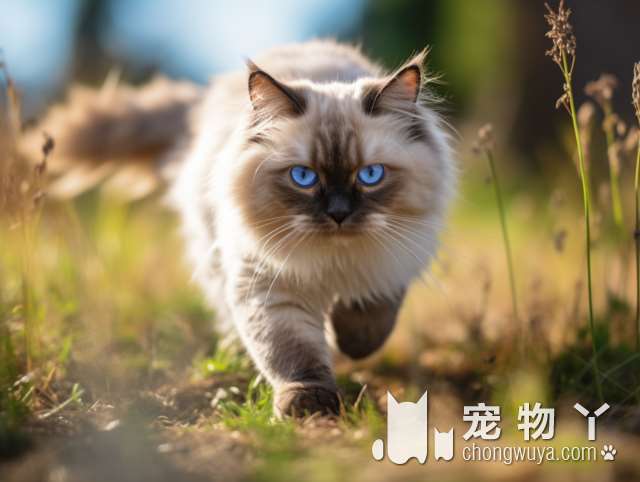 猫狗眼科专科，24小时诊疗中心，值得信赖?