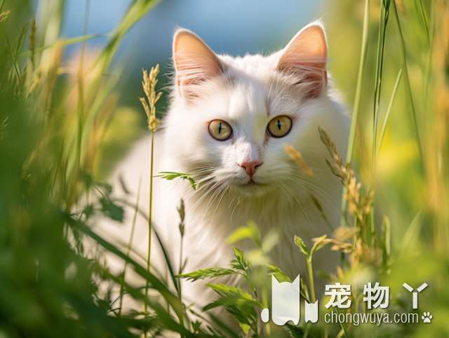 美短金虎斑猫和银虎斑哪个好？